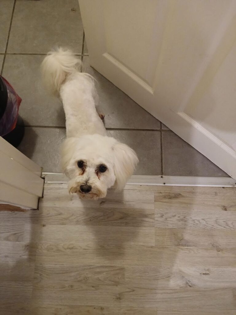 Bruno, a friendly little Maltese looking for a loving new home