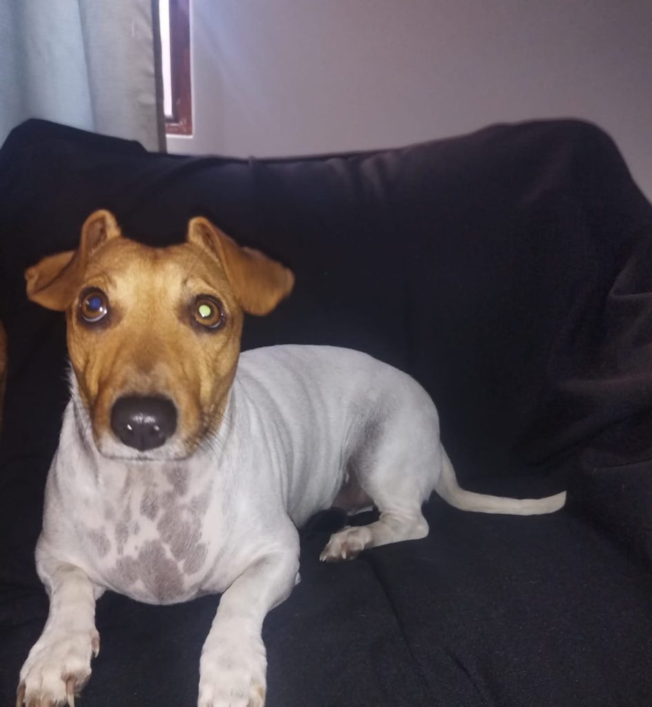 #389 – Adopt Milo – A Playful Little Jack Russell Mix – Durbanville 4 Milo, a friendly little Jack Russell mix who loves attention and belly rubs.