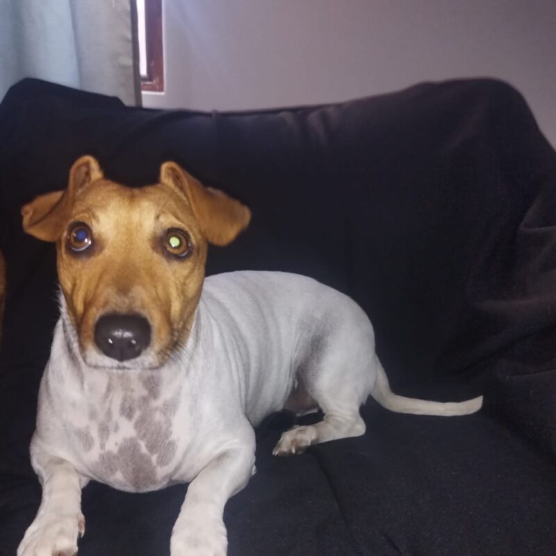 Milo, a 3-year-old female Jack Russell mix for adoption in Durbanville, Western Cape.