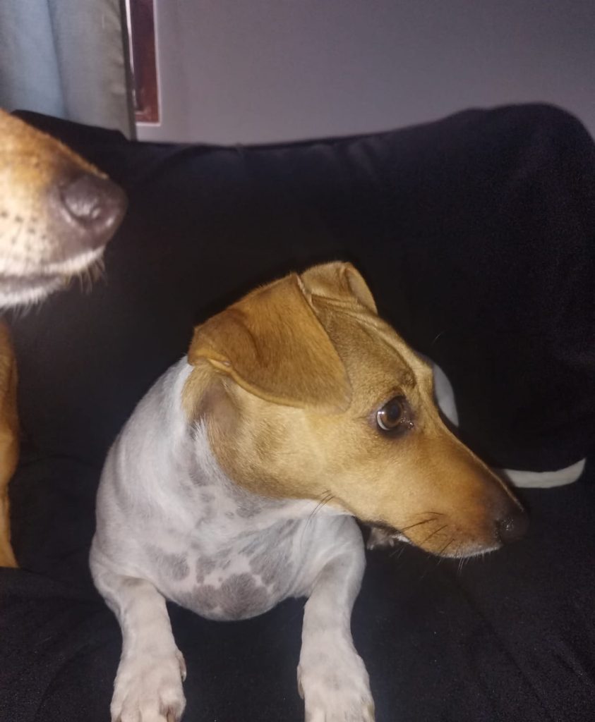 #389 – Adopt Milo – A Playful Little Jack Russell Mix – Durbanville 1 Sweet little Milo, a Jack Russell-type girl looking for a loving forever home.