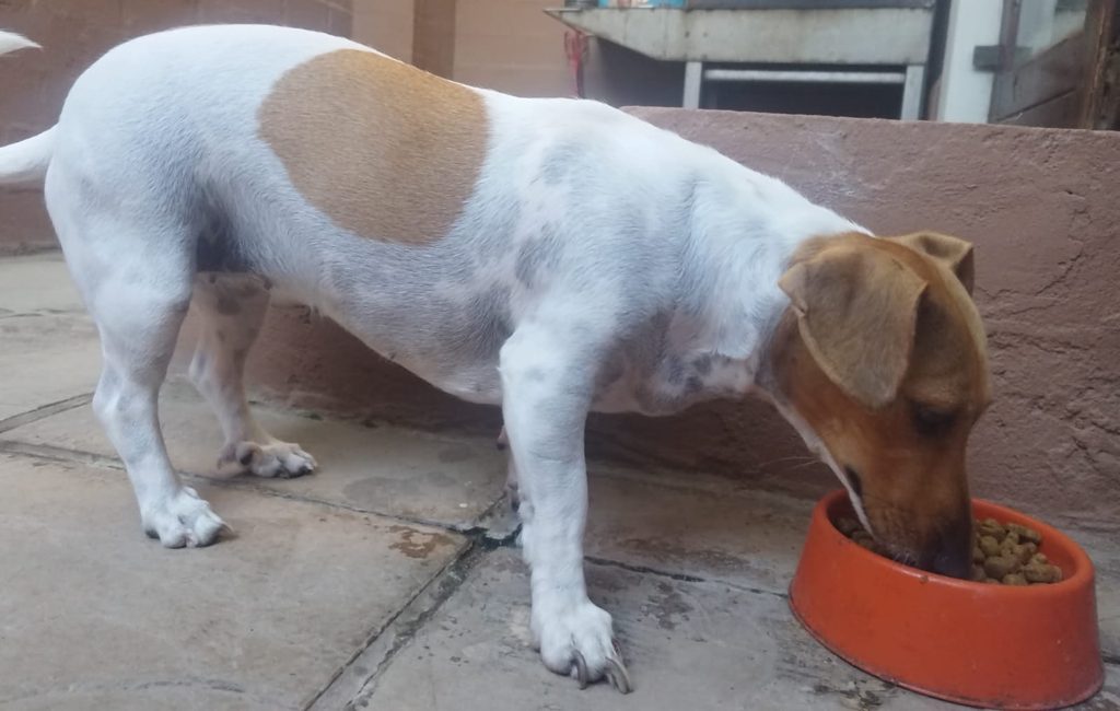 #389 – Adopt Milo – A Playful Little Jack Russell Mix – Durbanville 2 Milo, an affectionate and playful female Jack Russell mix available for adoption
