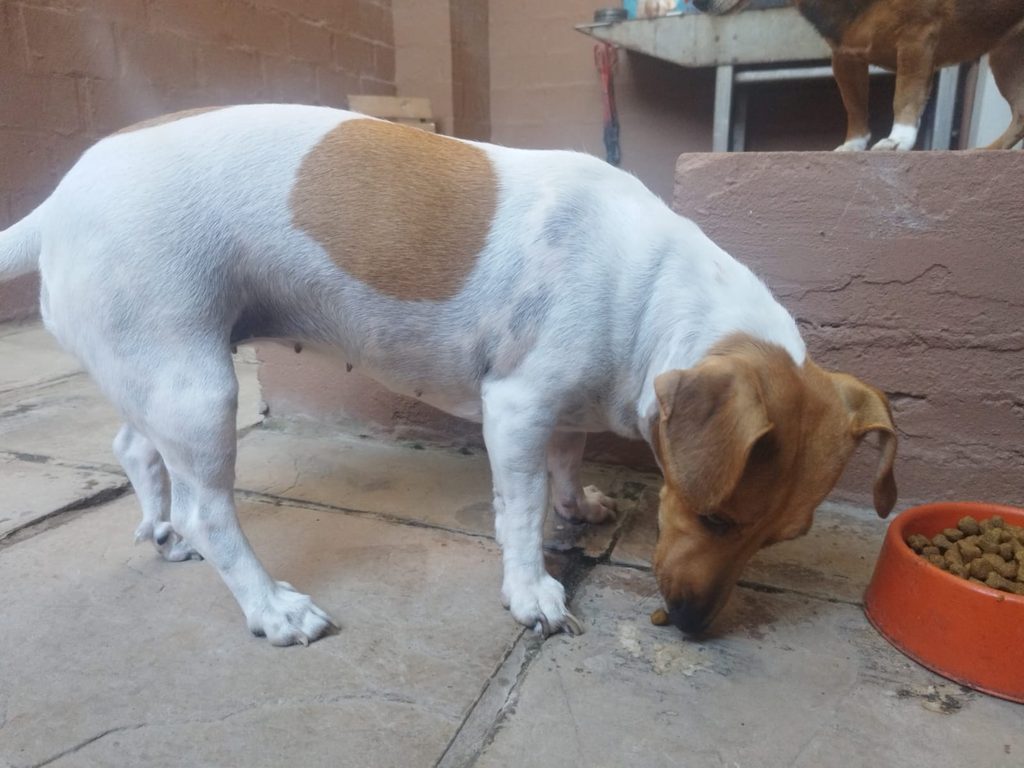 #389 – Adopt Milo – A Playful Little Jack Russell Mix – Durbanville 3 Meet Milo, an energetic 3-year-old rescue dog looking for her new family.