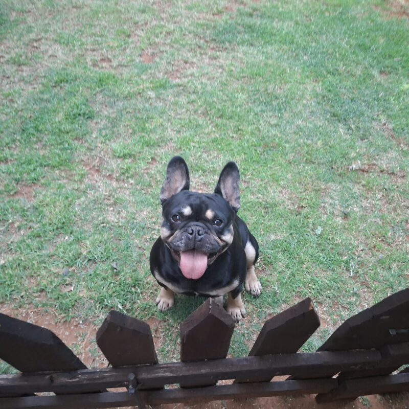 Oliver, a black-and-tan male French Bulldog for adoption in Gauteng
