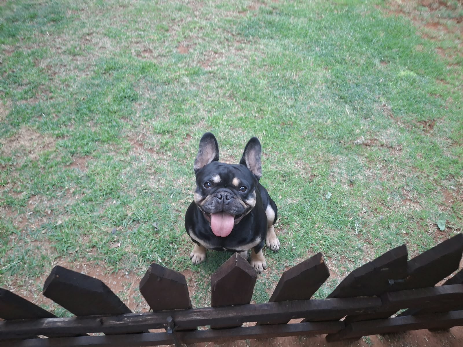 #390 – Adopt Oliver (Ollie) – 3–4 Year Old Male French Bulldog – Pretoria, Gauteng 1 #390 – Adopt Oliver (Ollie) – 3–4 Year Old Male French Bulldog – Pretoria, Gauteng