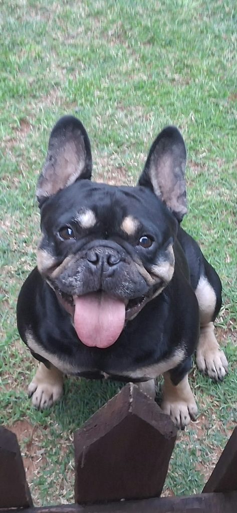 Ollie, a 3–4-year-old French Bulldog looking for a forever home near Pretoria
