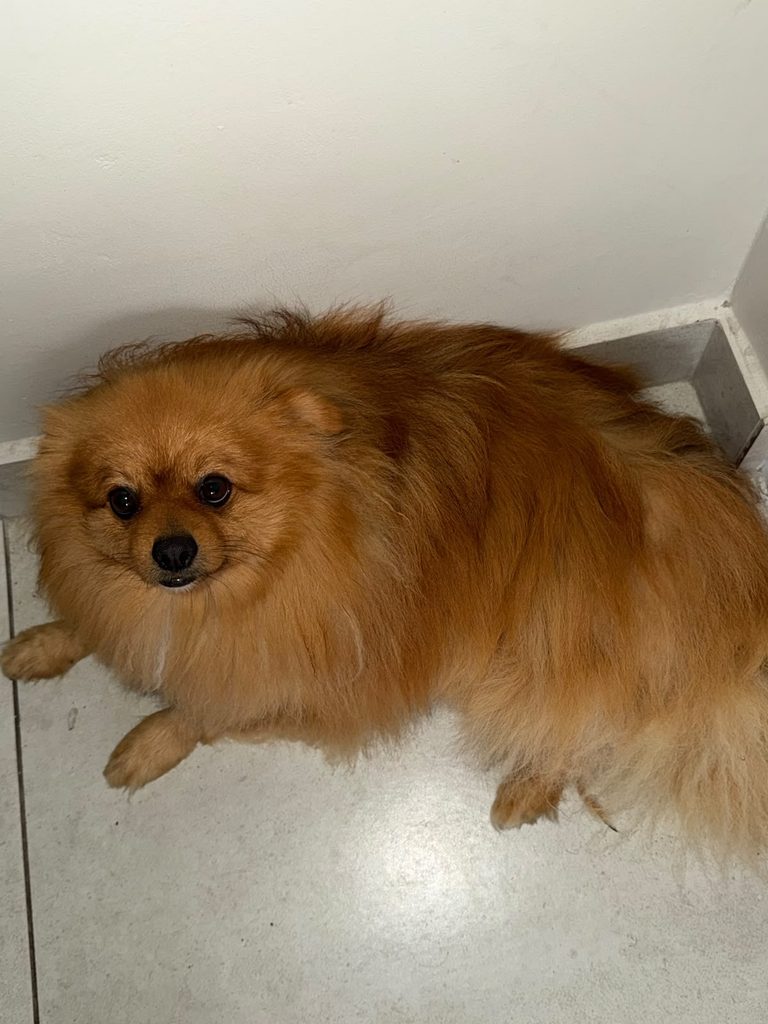 Georgie, a male Pomeranian looking for a loving home in the Western Cape