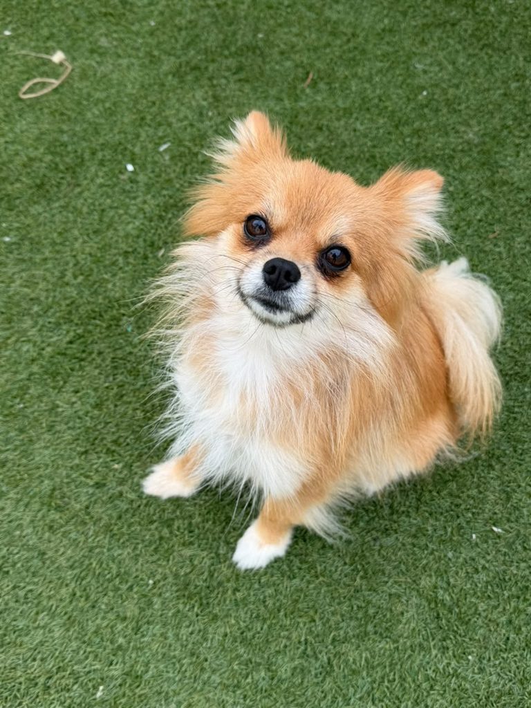 Luna, a female Pomeranian for adoption in Parklands, Cape Town