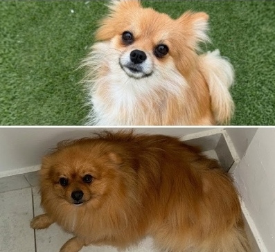 #391 – Adopt Luna & Georgie Together – 3-Year-Old Pomeranians – Parklands, Western Cape