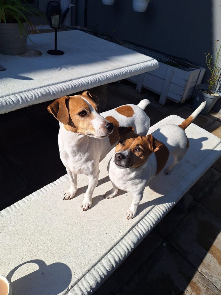 Tony and Jessie, Jack Russell companions seeking a new home