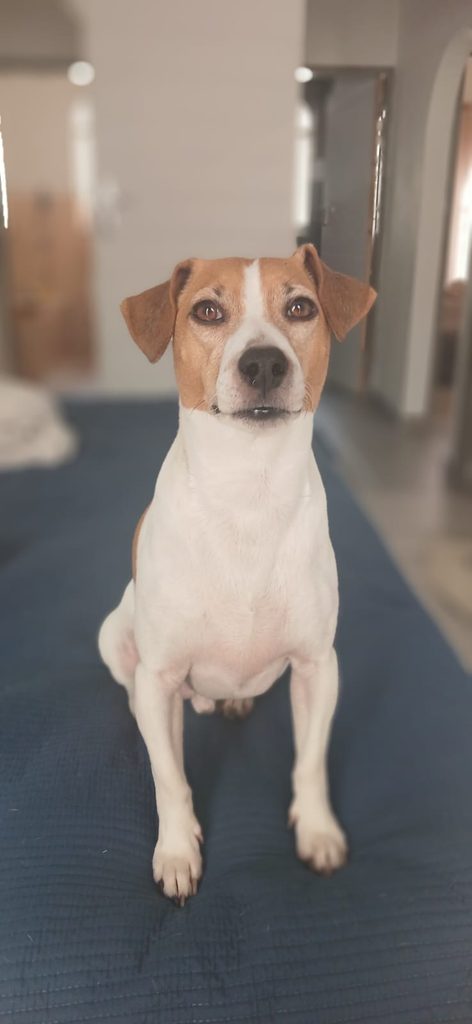Tony, a male Jack Russell looking for a loving home in Gauteng