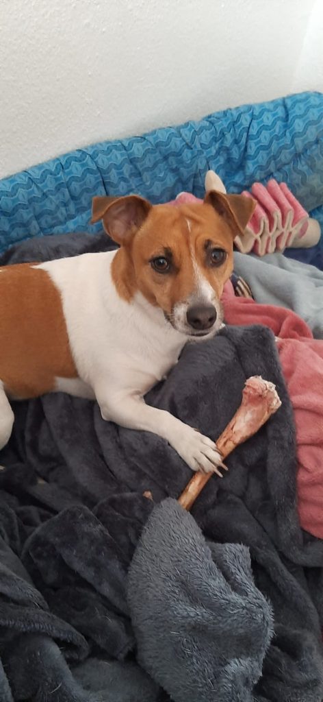 Jessie, a female Jack Russell available for adoption in Alberton