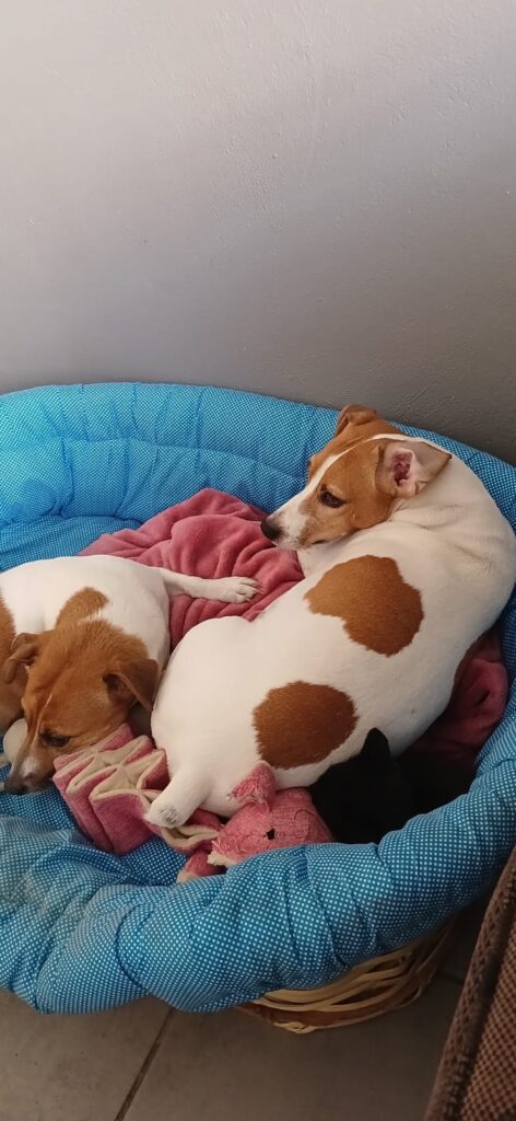 Tony and Jessie, a male and female Jack Russell pair from Alberton 

