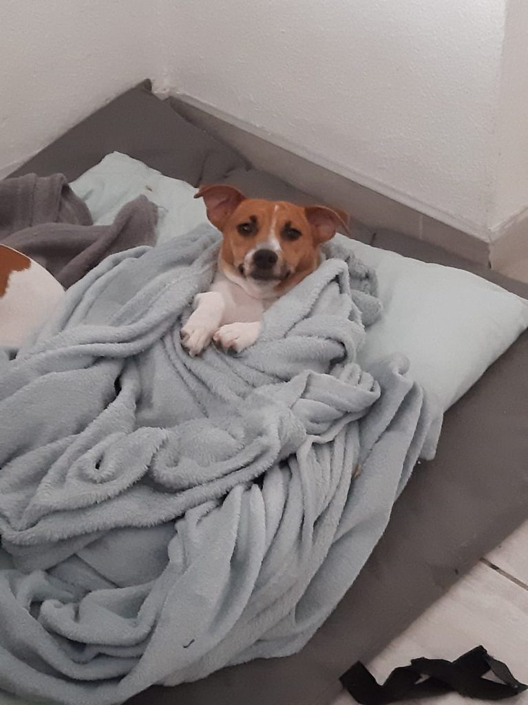 Jessie loves to be under the blankets