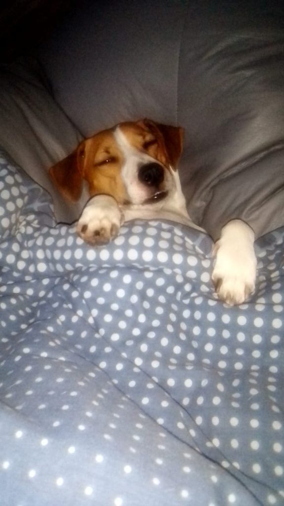 tony loves to sleep
