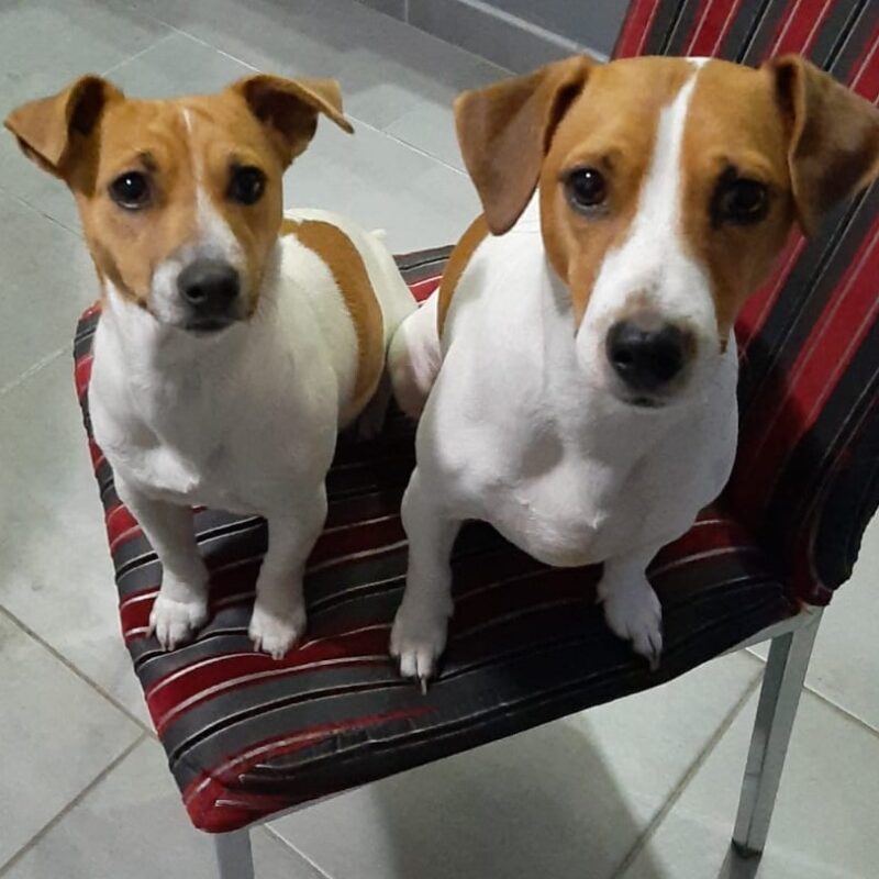 Tony and Jessie, two Jack Russell Terriers for adoption in Alberton
