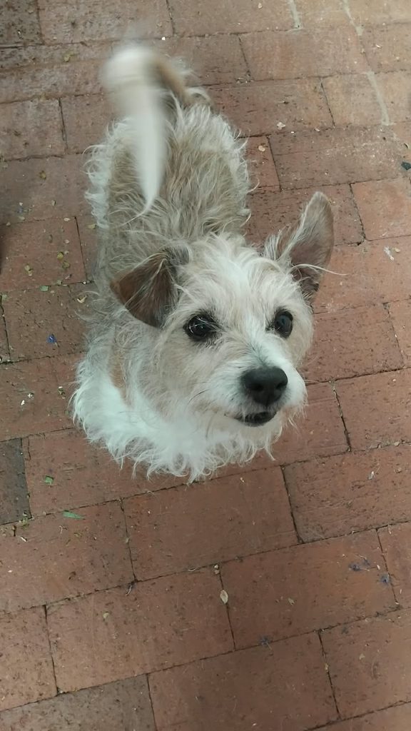 #394 – Adopt Stewy – 9-Year-Old Male Dog – Pretoria, Gauteng 1 Stewy, a 9-year-old senior dog for adoption in Pretoria