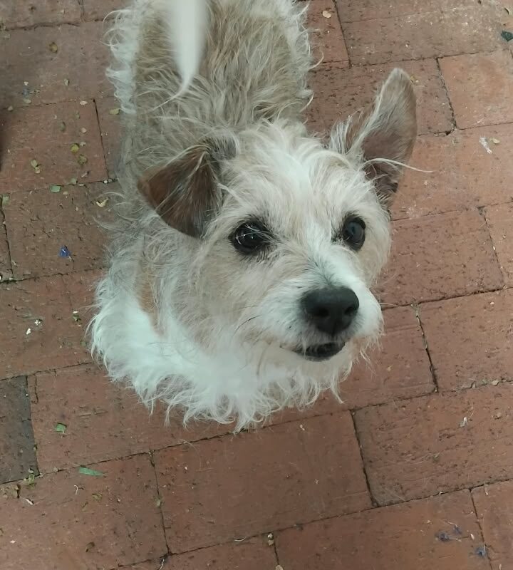 Stewy, a 9-year-old male dog available for adoption in Pretoria