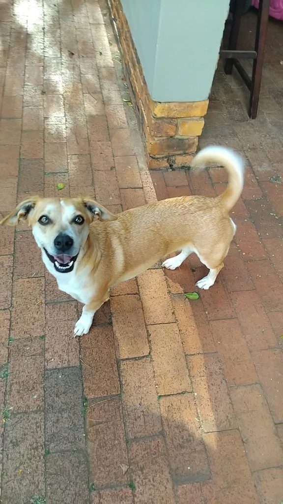Roxy, a female Beagle and Jack Russell cross in Pretoria