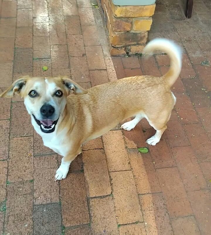 Roxy, a female Beagle and Jack Russell cross for adoption in Pretoria