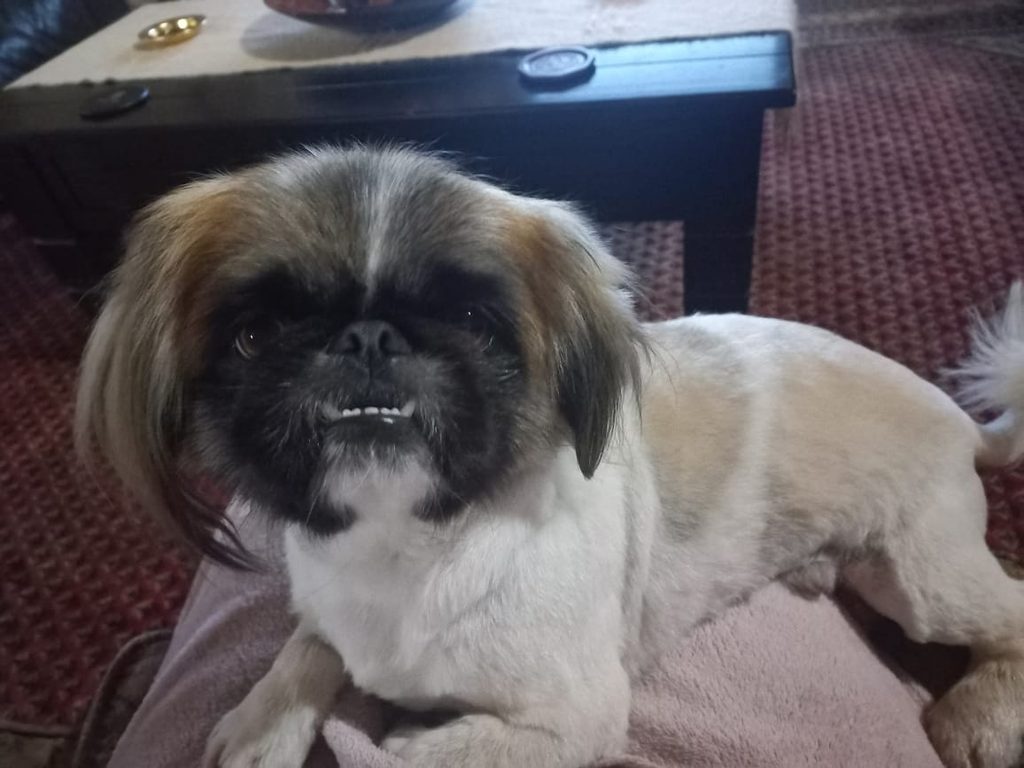#395 – Adopt Buddy – 4-Year-Old Male Pekingese – Rustenburg, North West 1 Buddy, an affectionate 4 kg Pekingese available for adoption through Little Doggy Rescue.