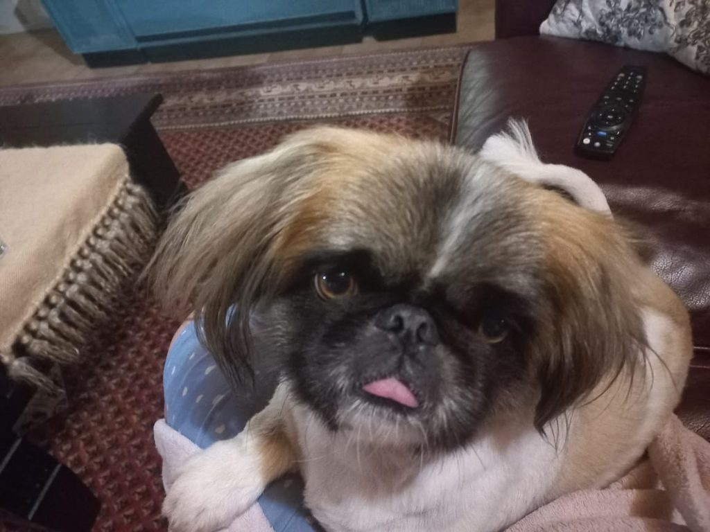 #395 – Adopt Buddy – 4-Year-Old Male Pekingese – Rustenburg, North West 2 Buddy, a playful male Pekingese who loves cuddles and family companionship.