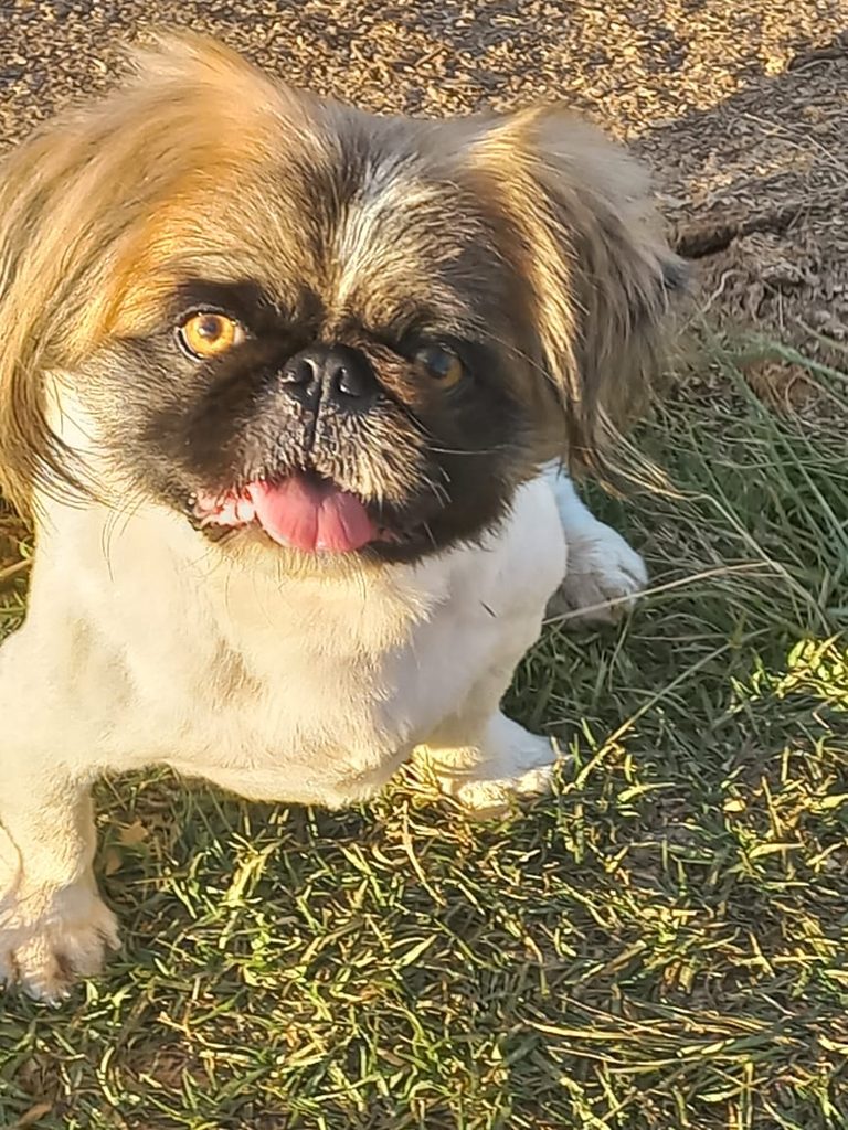 #395 – Adopt Buddy – 4-Year-Old Male Pekingese – Rustenburg, North West 3 Meet Buddy, a loving little Pekingese looking for his forever home.