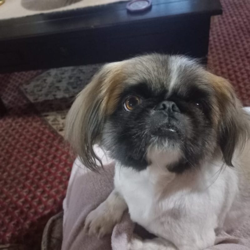 Buddy, a 4-year-old male Pekingese for adoption in Rustenburg, North West.