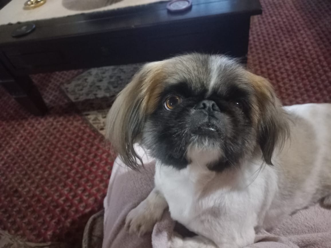 #395 – Adopt Buddy – 4-Year-Old Male Pekingese – Rustenburg, North West