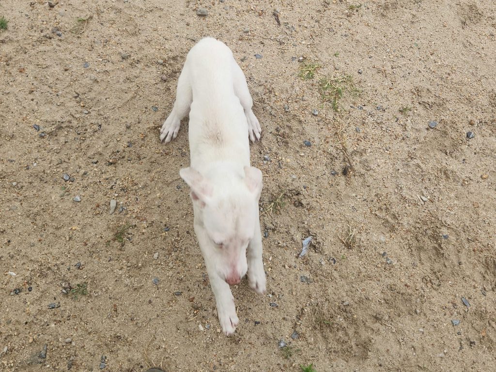 #397 – Adopt Snowy – 3-Month-Old Male Jack Russell – Cape Town, Western Cape 1
Snowy, a 3-month-old male Jack Russell puppy for adoption in Cape Town.