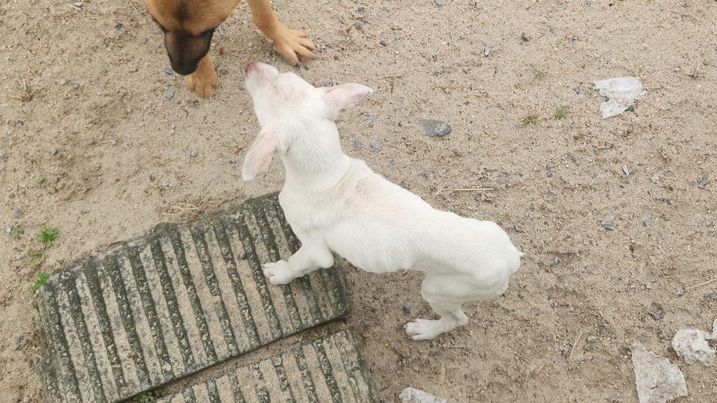 #397 – Adopt Snowy – 3-Month-Old Male Jack Russell – Cape Town, Western Cape 3 Snowy, a Jack Russell puppy available for adoption through Little Doggy Rescue.