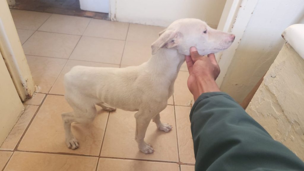 #397 – Adopt Snowy – 3-Month-Old Male Jack Russell – Cape Town, Western Cape 2
Snowy, a young Jack Russell puppy looking for a loving home in the Western Cape.
