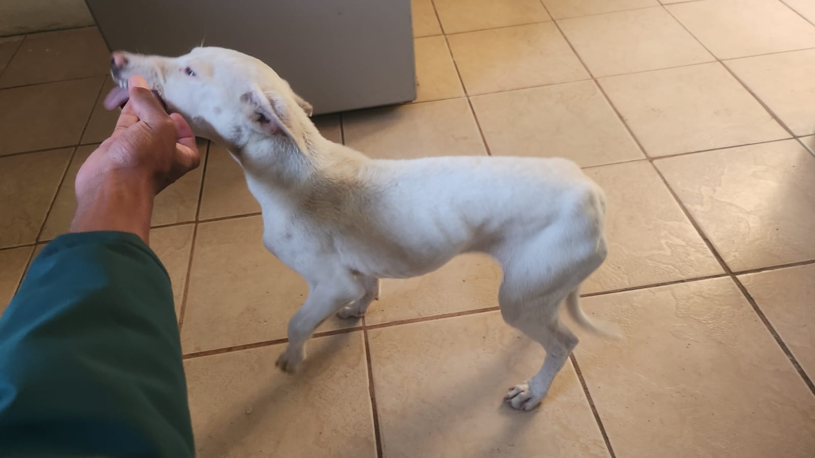 #397 – Adopt Snowy – 3-Month-Old Male Jack Russell – Cape Town, Western Cape