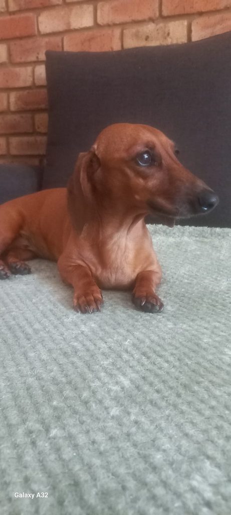 


Dory, a female Dachshund looking for a loving home in Rustenburg.