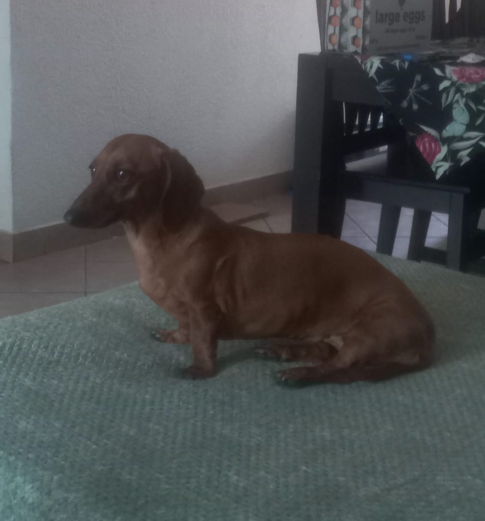 Dory, a 10-year-old female Dachshund for adoption in Rustenburg.
