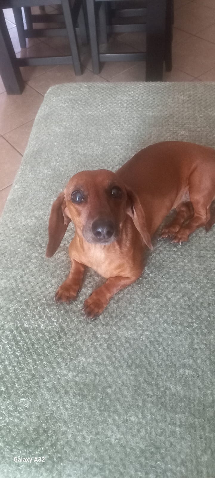 #396 – Adopt Dory – 10-Year-Old Female Dachshund – Rustenburg, North West