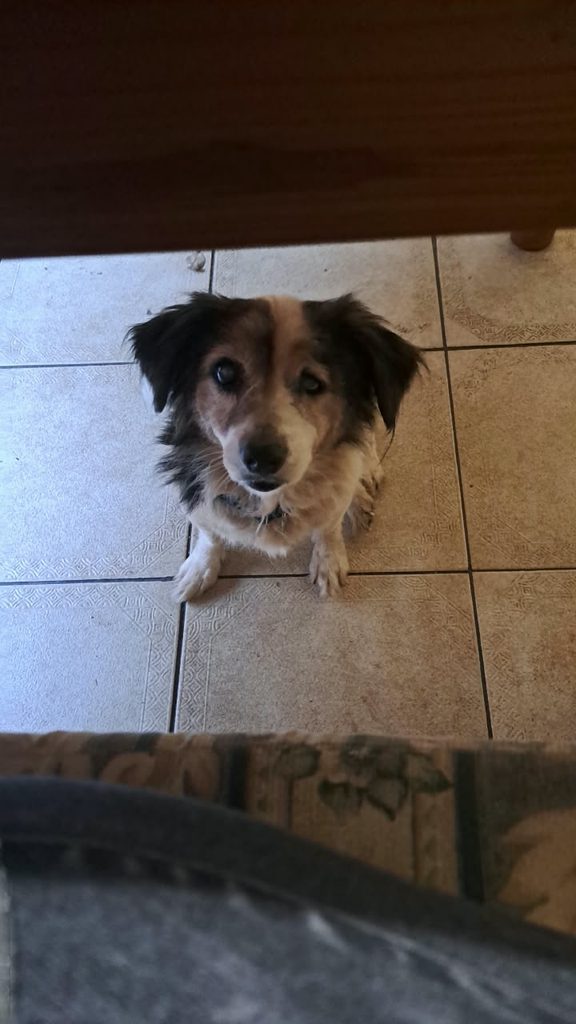 Sweet Milo a 10-year-old Poodle × Jack Russell girl looking for a loving new home in KZN