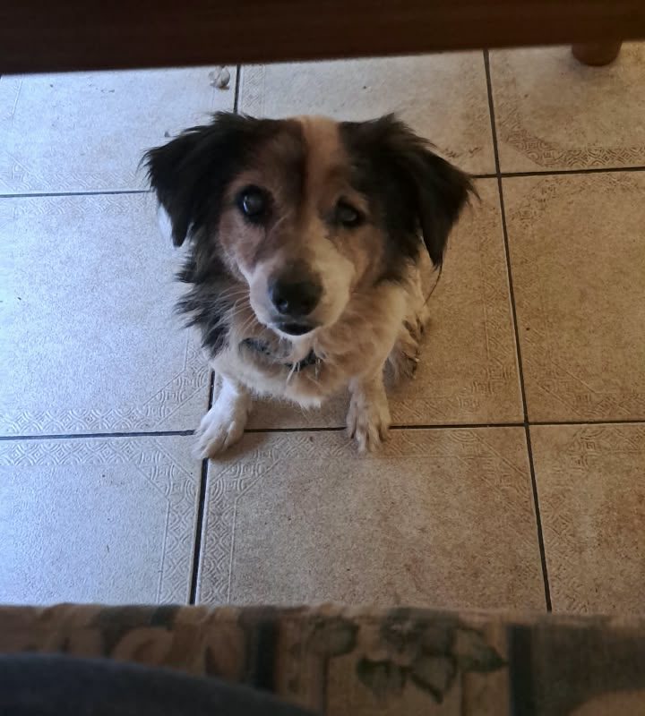 Milo is a sweet, friendly 10-year-old Poodle × Jack Russell girl looking for a loving new home