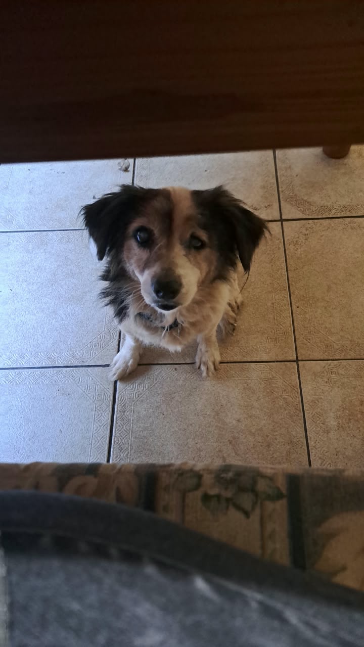 #400 – Adopt Milo – 10-Year-Old Female Poodle × Jack Russell – Warner Beach, KZN 3 #400 – Adopt Milo – 10-Year-Old Female Poodle × Jack Russell – Warner Beach, KZN