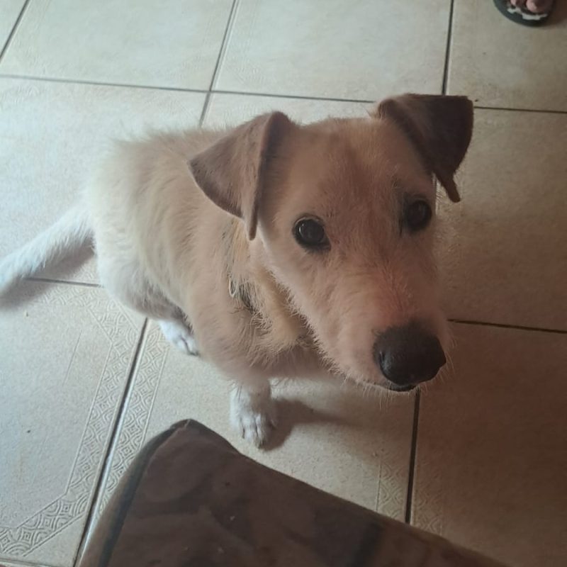 Jack is a friendly 6-year-old male Jack Russell cross in Warner Beach, KZN.