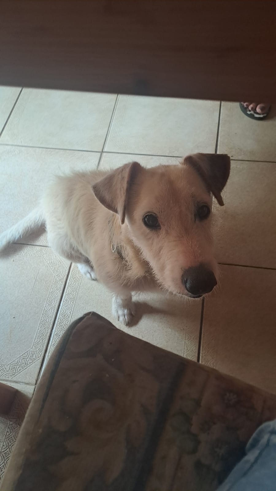 #401 – Adopt Jack – 6-Year-Old Male Jack Russell Cross – Warner Beach, KZN 2 #401 – Adopt Jack – 6-Year-Old Male Jack Russell Cross – Warner Beach, KZN