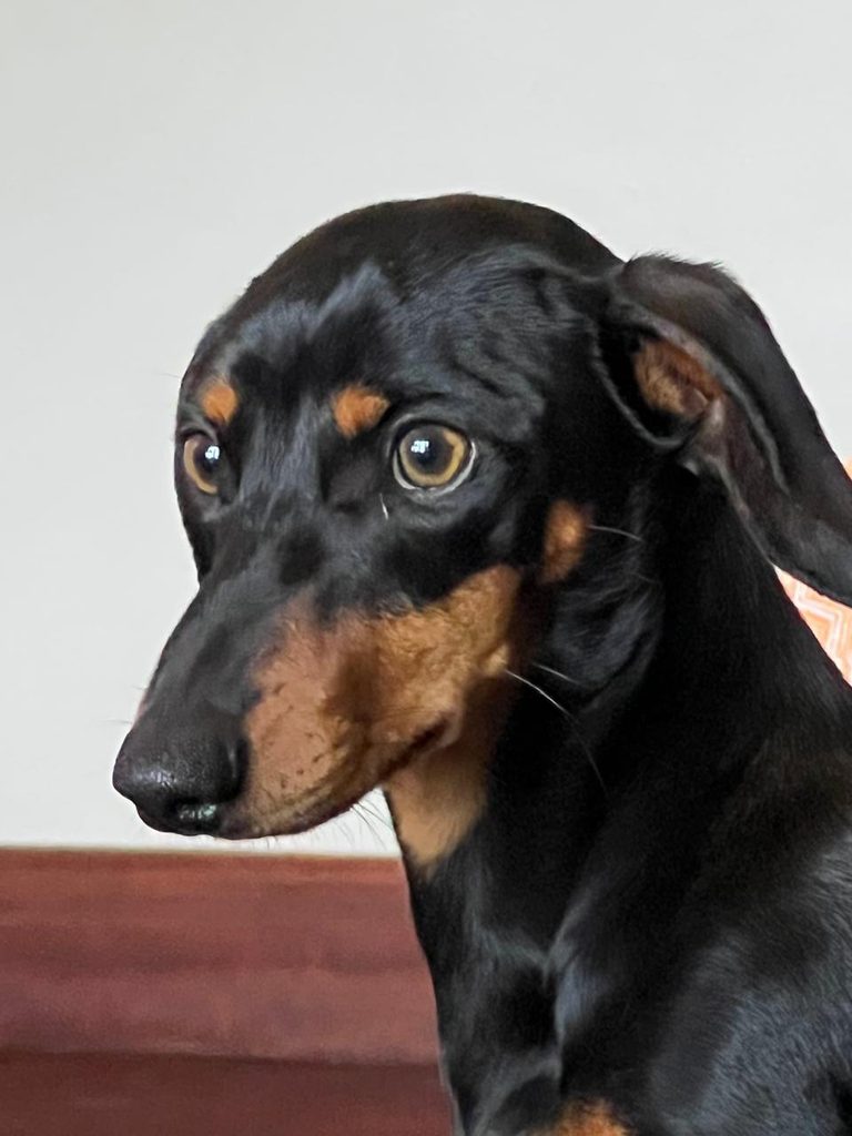 Snoopy, a black-and-tan Dachshund for adoption in White River.
