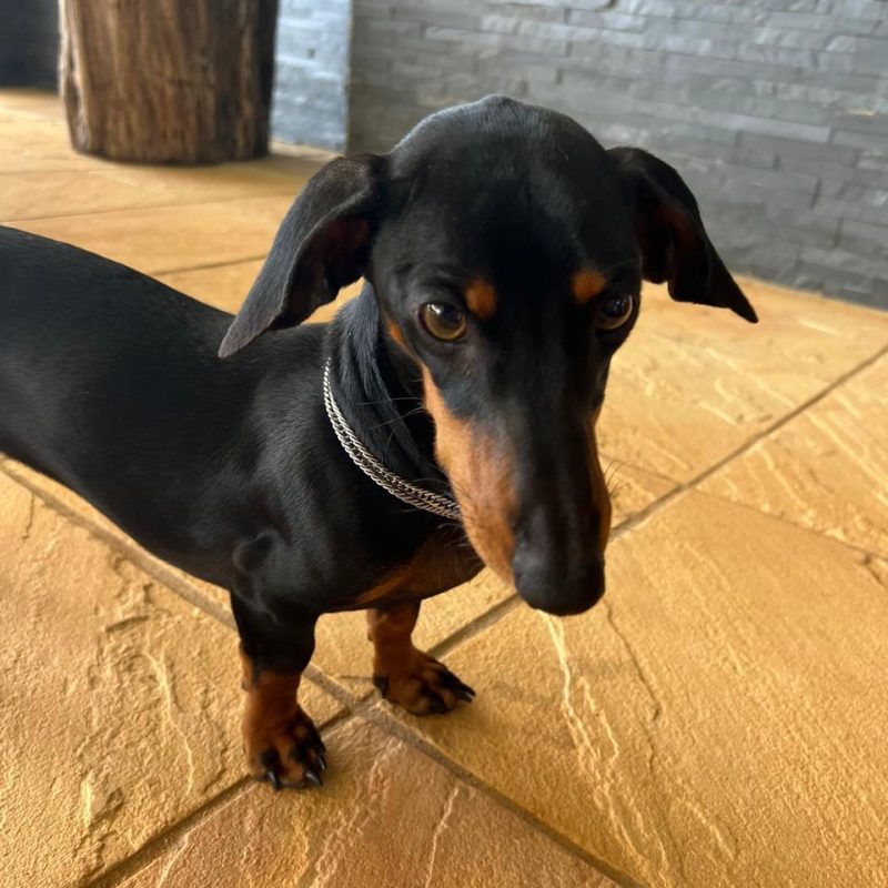 Snoopy, a 5-year-old male Dachshund for adoption in White River, Mpumalanga.