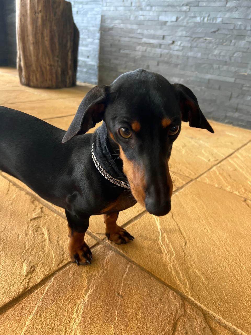 #398 – Adopt Snoopy – 5-Year-Old Male Dachshund – White River, Mpumalanga 5 #398 – Adopt Snoopy – 5-Year-Old Male Dachshund – White River, Mpumalanga