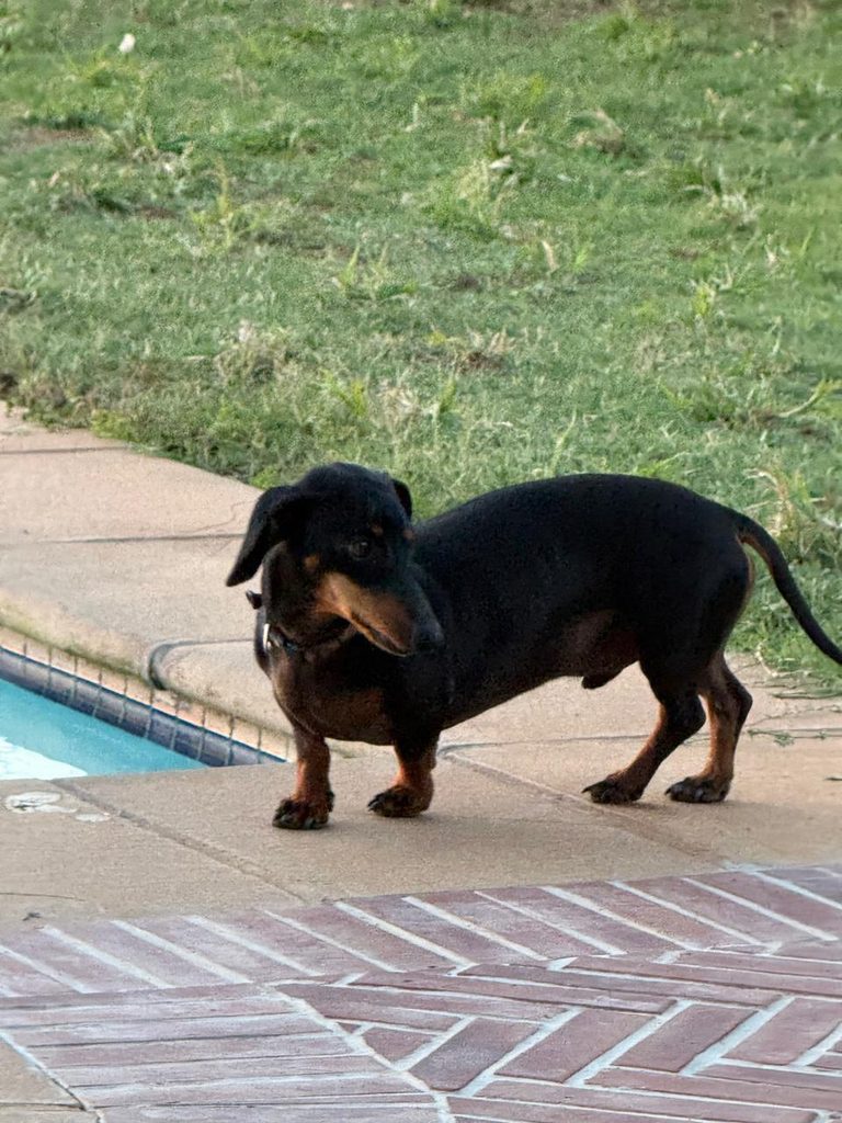 Snoopy, an affectionate Dachshund looking for a patient home in Mpumalanga.