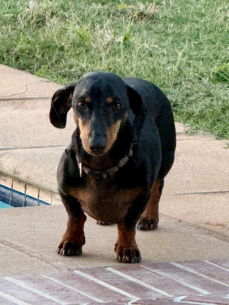 Snoopy, a 5-year-old Dachshund available for adoption in White River.