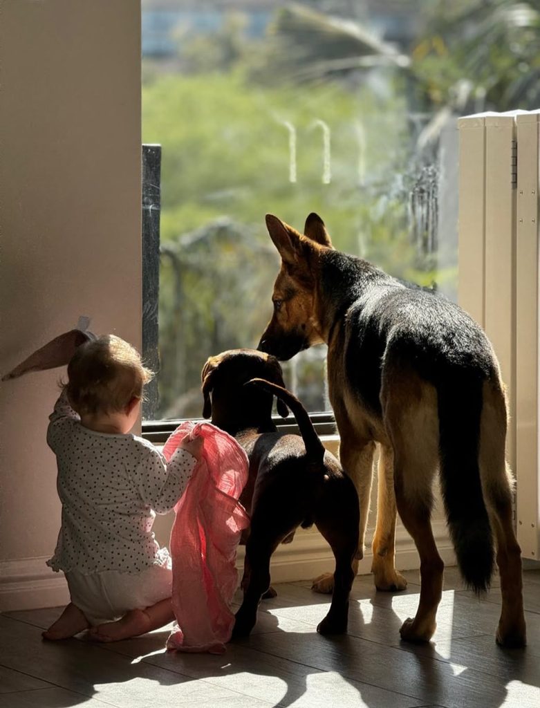 uervo, an affectionate family dog for adoption through Little Doggy Rescue