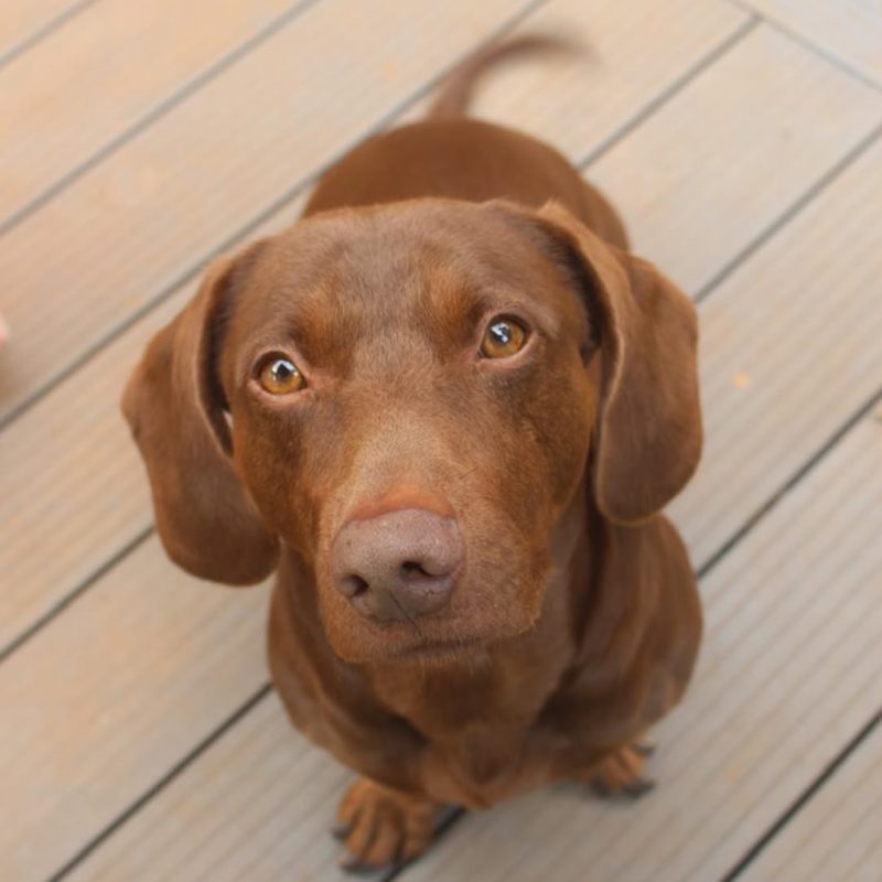 Cuervo, male Dachshund Weimaraner cross for adoption in La Lucia, KZN