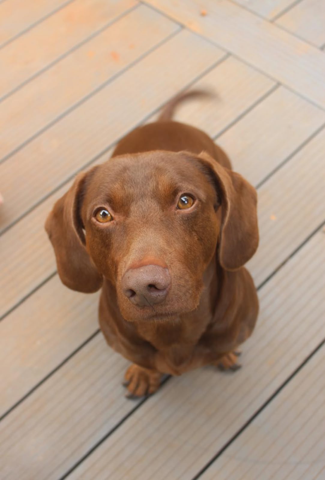 #402 – Adopt Cuervo – 6-Year-Old Male Dachshund × Weimaraner Cross – La Lucia, KZN 1 #402 – Adopt Cuervo – 6-Year-Old Male Dachshund × Weimaraner Cross – La Lucia, KZN