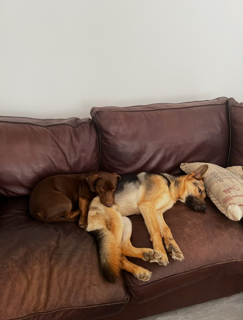Cuervo, a playful male Dachshund cross from La Lucia, KwaZulu-Natal