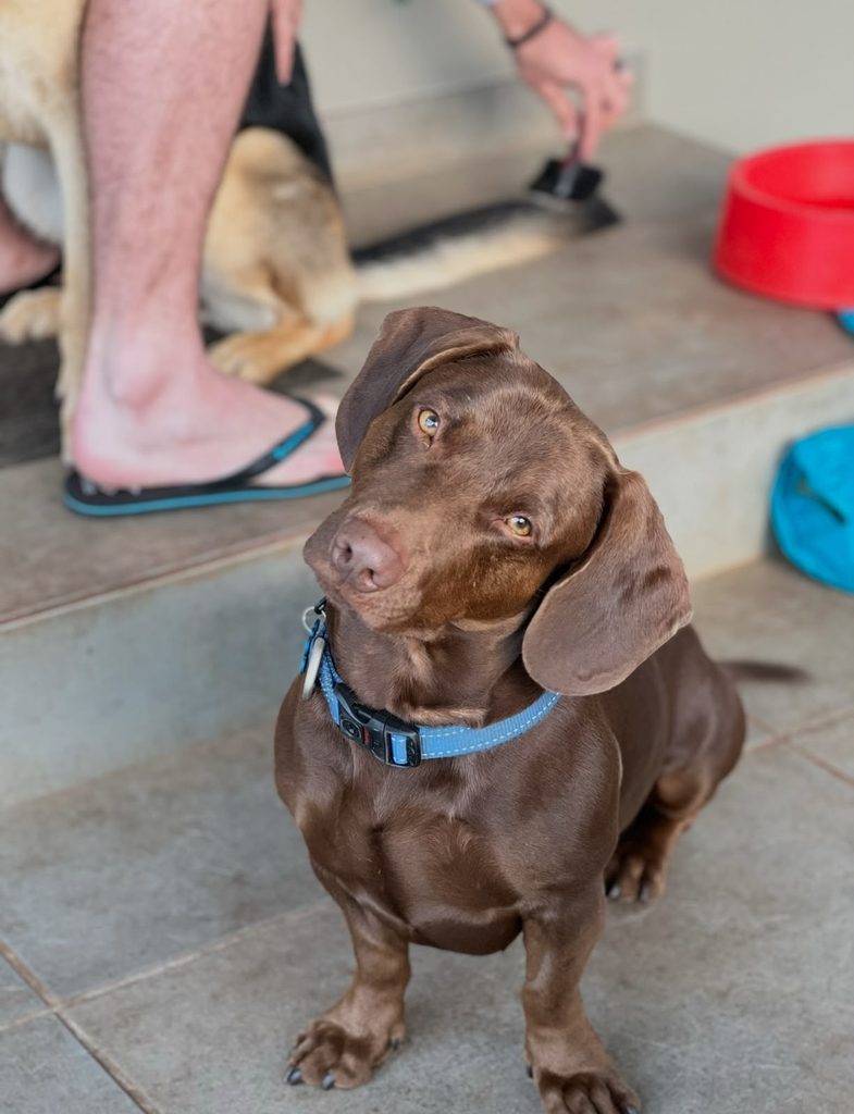 Cuervo, a loving Dachshund cross looking for a forever home in KwaZulu-Natal